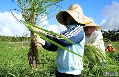 <b>全球最大野生稻种质资源圃主体在海南三亚建成</b>