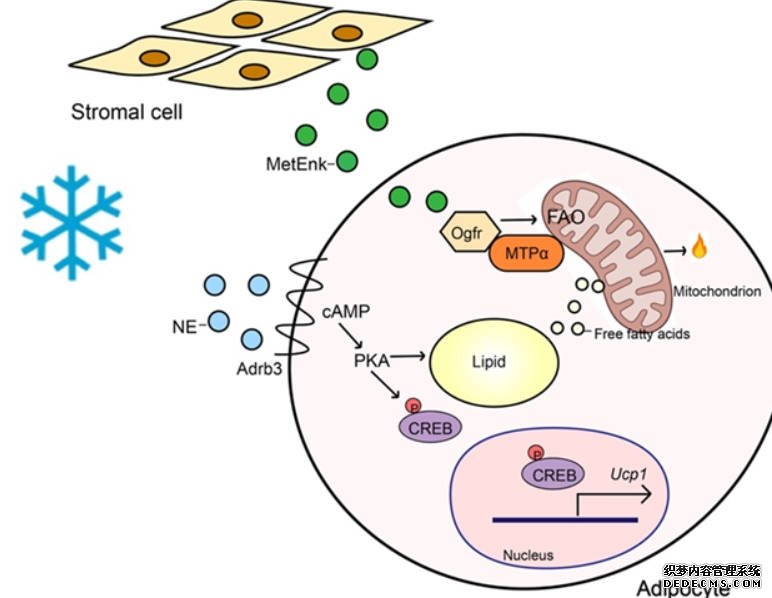 Life Metab  前沿研究：沐鸣登录清华大学免疫所曾文文团队揭示阿片类生长因子受体(OGFr)调控脂质氧化促进脂肪组织产热
