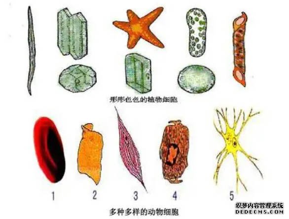 沐鸣登录科研人员首次系统揭示昆虫脂肪体细胞的多样性