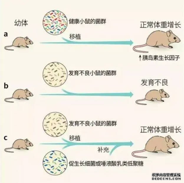 《自然》：母乳脂肪酸对新生小鼠心脏成熟十分关键蓝狮代理