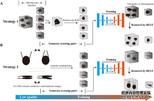 蓝狮代理中国科学家提出冷冻电子断层三维成像目标识别新方法