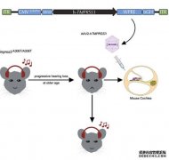 <b>基因治疗首次恢复老鼠听力2号站代理</b>