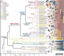 <b>沐鸣在线登录我国在灵长类进化遗传领域研究取</b>