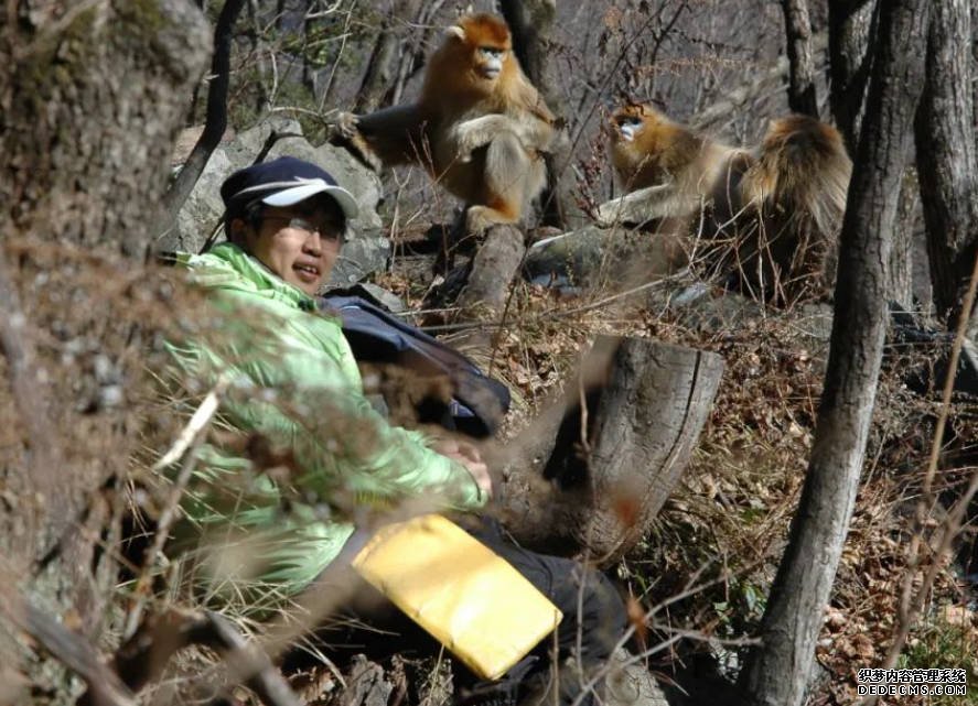 沐鸣在线登录西北大学研究团队让秦岭金丝猴登上了Science封面