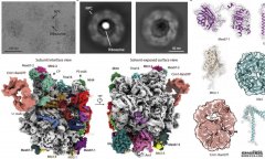 <b>蓝狮平台新研究揭示核孔复合体转运核糖体前体</b>