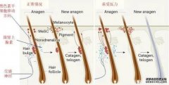 <b>沐鸣登录软化毛囊干细胞能促毛发生长</b>