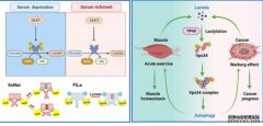 <b>沐鸣登录乳酸调控细胞自噬机制研究获进展</b>
