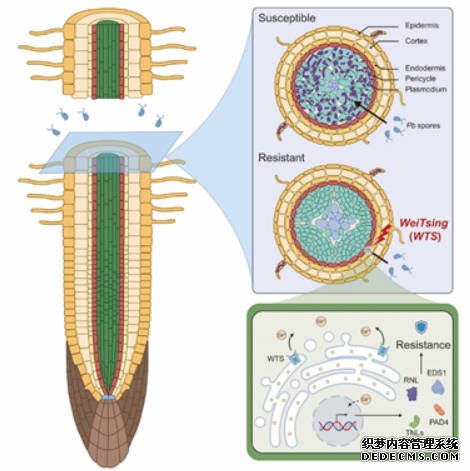 沐鸣登录中国科学家成功克隆广谱抗根肿病基因