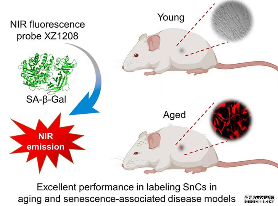 科学家开发出特异、沐鸣平台官网高效的衰老指示探针
