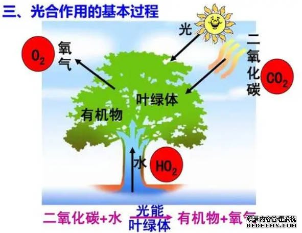 沐鸣平台官网光合作用始于单个光子