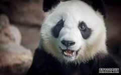 <b>欧亿大熊猫是800度的近视？其实也就200度左右</b>