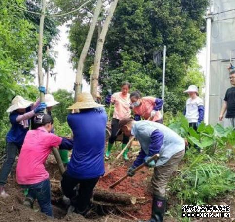  珍稀丹霞梧桐首次实现整群异地迁种，沐鸣注册落户华南国家植物园