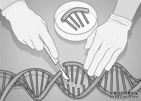 真核生物中类“基因魔剪”2号站平台机制首次揭示