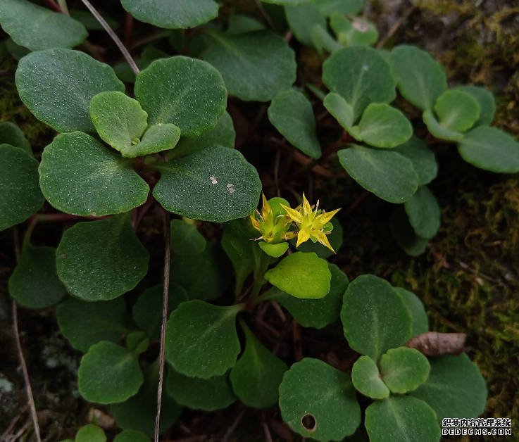 科研人员赴湘西和湘南、2号站平台粤北及赣南考察植物资源