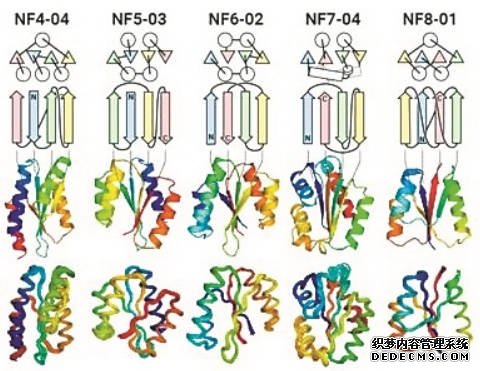 超乎大自然“想象”！科学家发现大量未知蛋白质折叠沐鸣