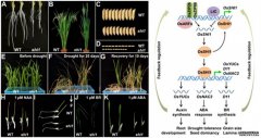 <b>沐鸣万建民院士团队揭示水稻协调生长发育与耐</b>
