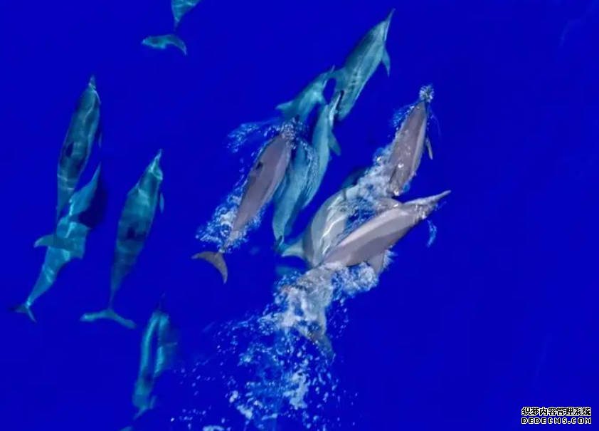 第六次远海鲸类科考顺利返航 沐鸣发现15个鲸类物种