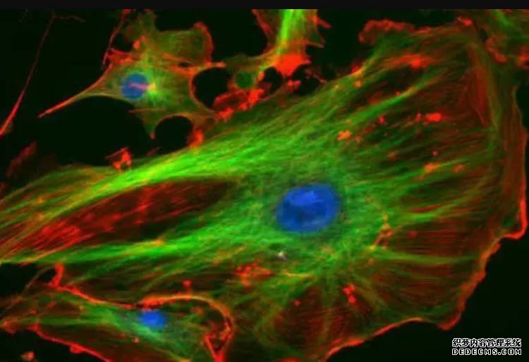 科学家绘出人类心脏细胞最新图谱沐鸣