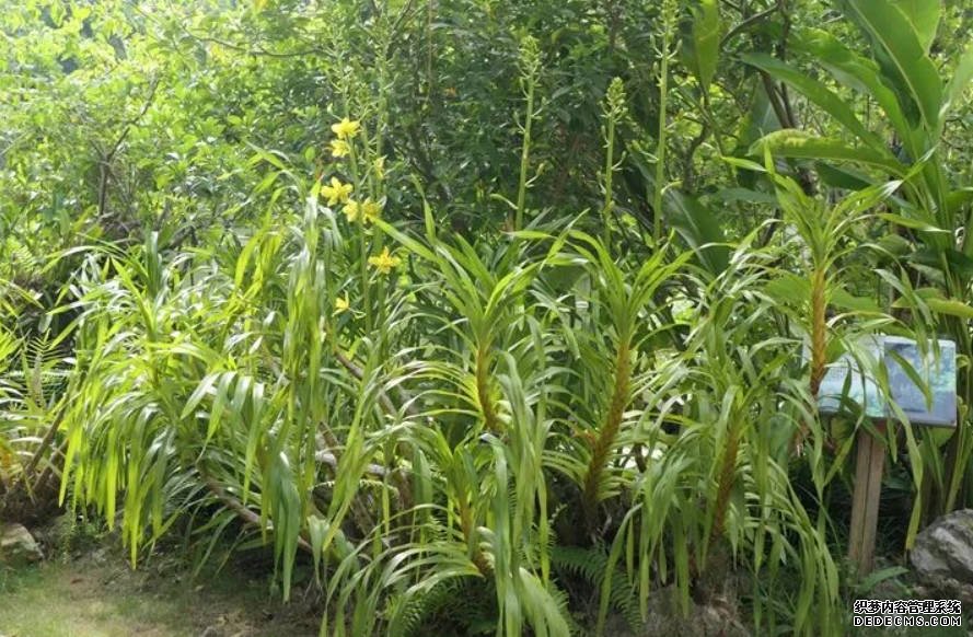 世界最大的兰花——“巨兰”在版纳植物园首次开花沐鸣注册登录