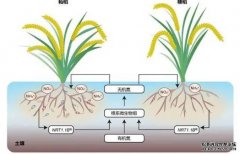 <b>籼稻粳稻杂种不育分子机理阐明沐鸣注册登录</b>