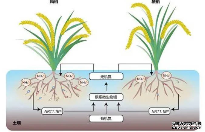 籼稻粳稻杂种不育分子机理阐明沐鸣注册登录