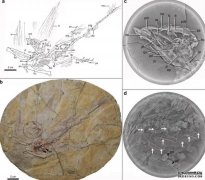 <b>蓝狮代理我国科学家首次证实古鸟类叶食性的早</b>