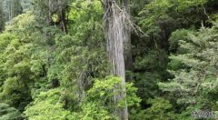 <b>蓝狮代理最新数据！亚洲第一高树“体重”超1</b>