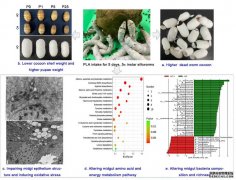 <b>过量摄入生物降解塑料 2号站登录家蚕也会“闹肚</b>