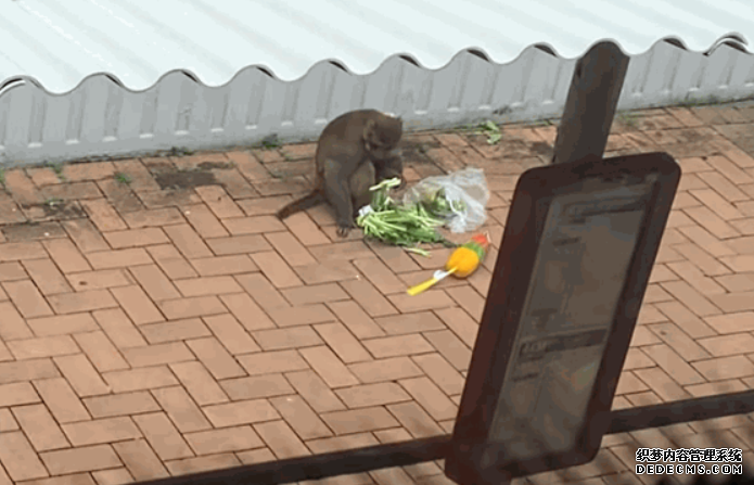 菜不能露眼 葵芳馬騮當街搶途人蔬菜食沐鸣平台官网